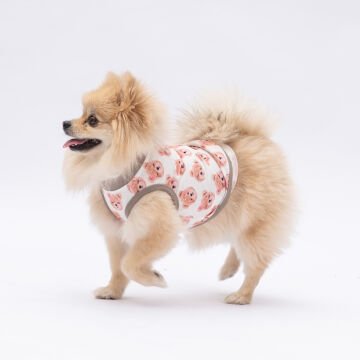 PawStar Cute Bears T-Shirt Küçük Irk