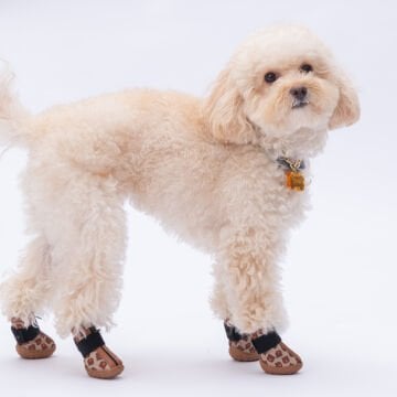 PawStar  Bears Köpek Ayakkabısı