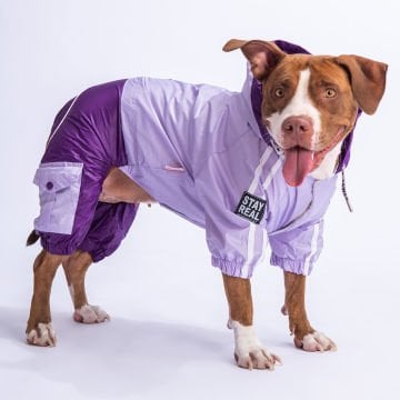 PawStar Lila Mor BiColar  Büyük Irk Yağmurluk