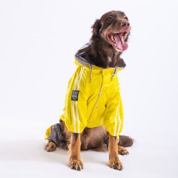 PawStar Sarı-Gri  BiColar  Büyük Irk Yağmurluk