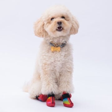 PawStar  Peru Köpek Ayakkabısı