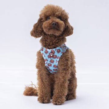 PawStar  Airmesh Bears Göğüs Tasması