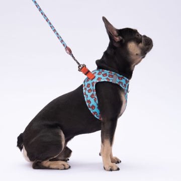 PawStar  Airmesh Bears Göğüs Tasması