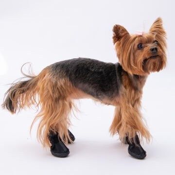 PawStar  Siyah Köpek Ayakkabısı