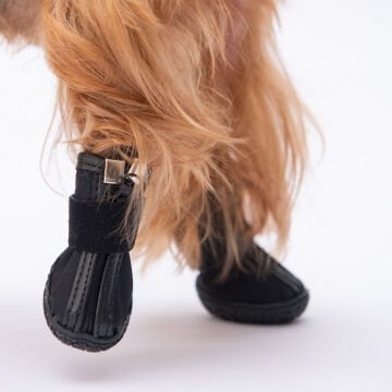 PawStar  Siyah Köpek Ayakkabısı