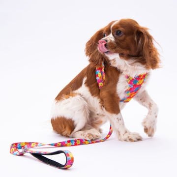 PawStar  Airmesh Monsters Göğüs Tasması