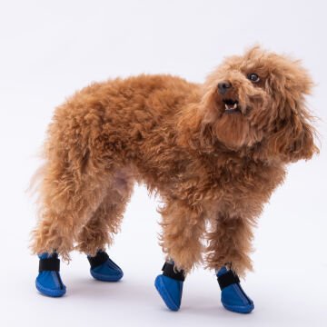 PawStar  Mavi Köpek Ayakkabısı