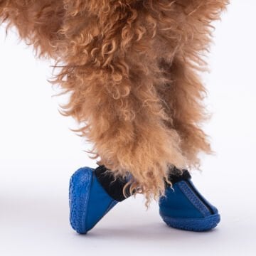 PawStar  Mavi Köpek Ayakkabısı