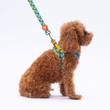 PawStar  Airmesh Ducks Göğüs Tasması