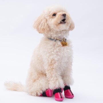 PawStar  Fuşya Köpek Ayakkabısı