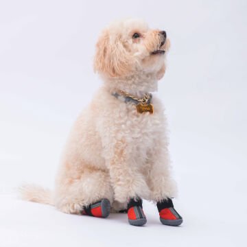 PawStar  Kırmızı Köpek Ayakkabısı