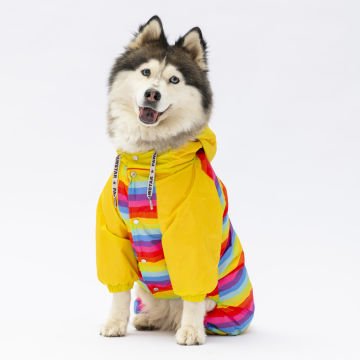 PawStar Peru Büyük Irk Tulum Yağmurluk