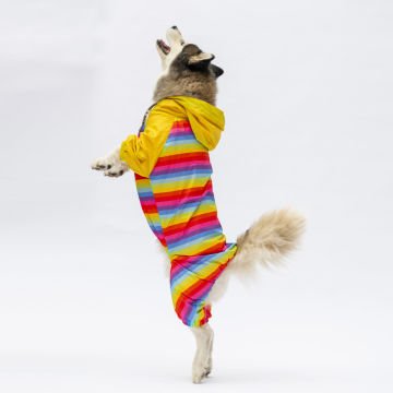 PawStar Peru Büyük Irk Tulum Yağmurluk