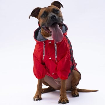 PawStar Kırmızı Dijon Büyük Irk Yağmurluk