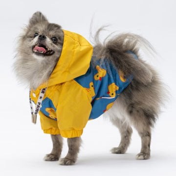 PawStar Pekin Yağmurluk Küçük ve Orta Irk