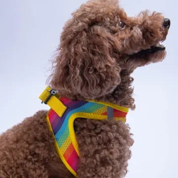PawStar  Airmesh Rainbow Göğüs Tasması