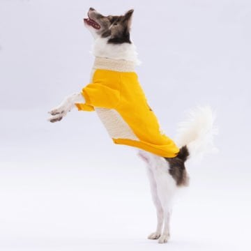 PawStar Sarı Alaska Sweat Küçük ve Orta Irk