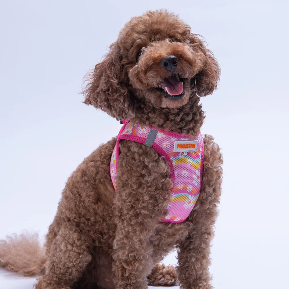 PawStar  Airmesh Daisy Göğüs Tasması