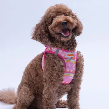 PawStar  Airmesh Daisy Göğüs Tasması