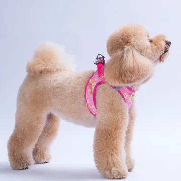 PawStar  Airmesh Daisy Göğüs Tasması