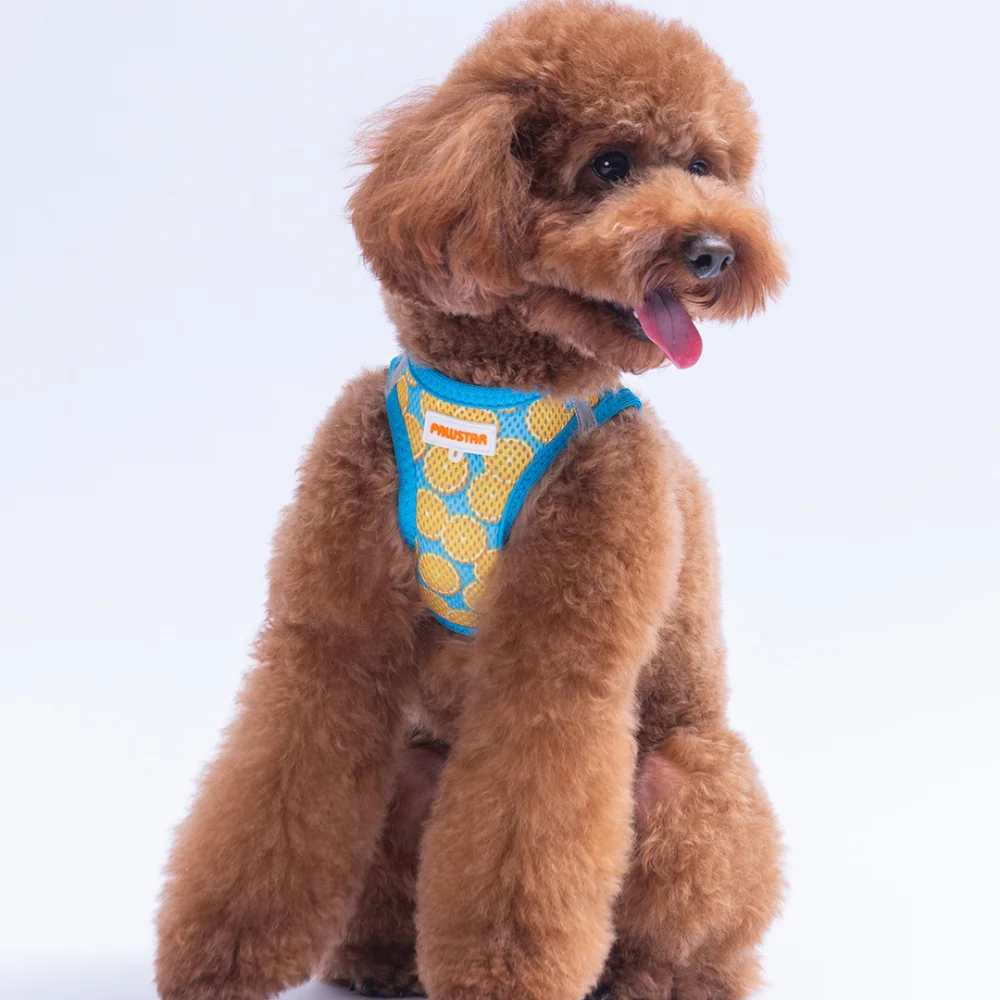 PawStar  Airmesh Citrus Göğüs Tasması