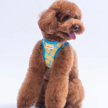 PawStar  Airmesh Citrus Göğüs Tasması