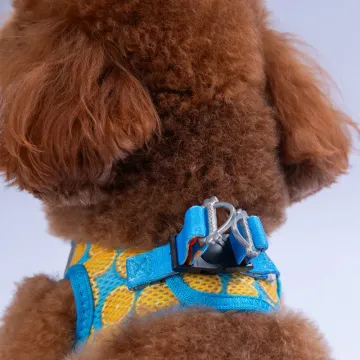 PawStar  Airmesh Citrus Göğüs Tasması