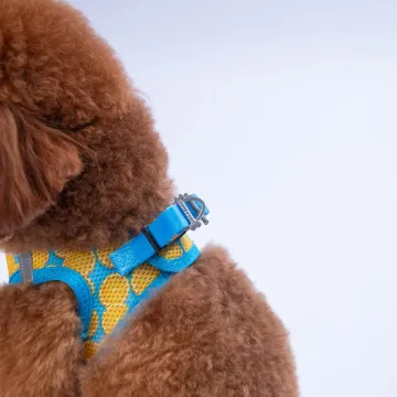 PawStar  Airmesh Citrus Göğüs Tasması