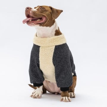 PawStar Siyah Kırçıllı Alaska Büyük Irk Sweat