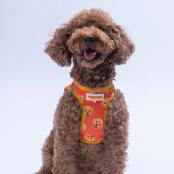 PawStar  Airmesh Poodle Göğüs Tasması