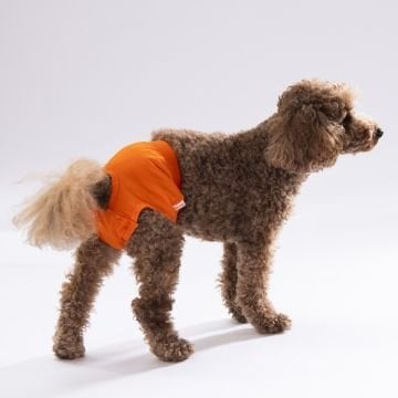 PawStar Düz Renkler 1 Çamaşır (Paket de Farklı  Renkte 3 Adet Bulunur)