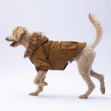 PawStar Camel Chrles Büyük Irk Yağmurluk