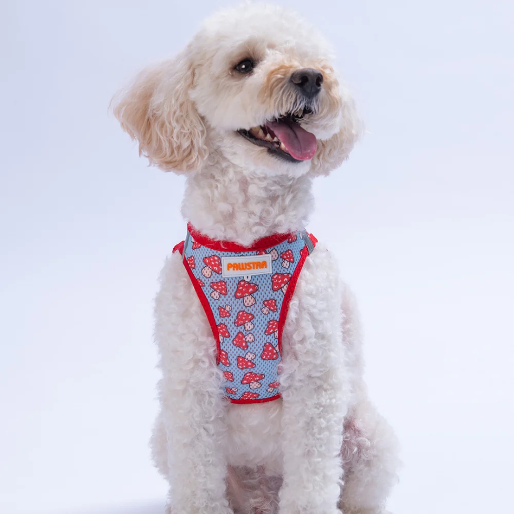 PawStar  Airmesh Mushroom Göğüs Tasması