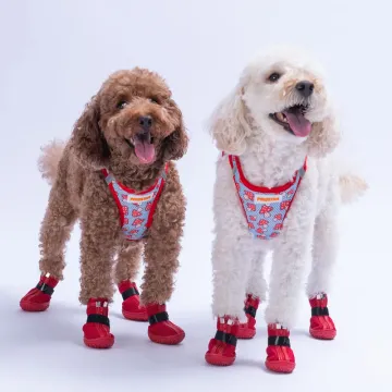 PawStar  Airmesh Mushroom Göğüs Tasması