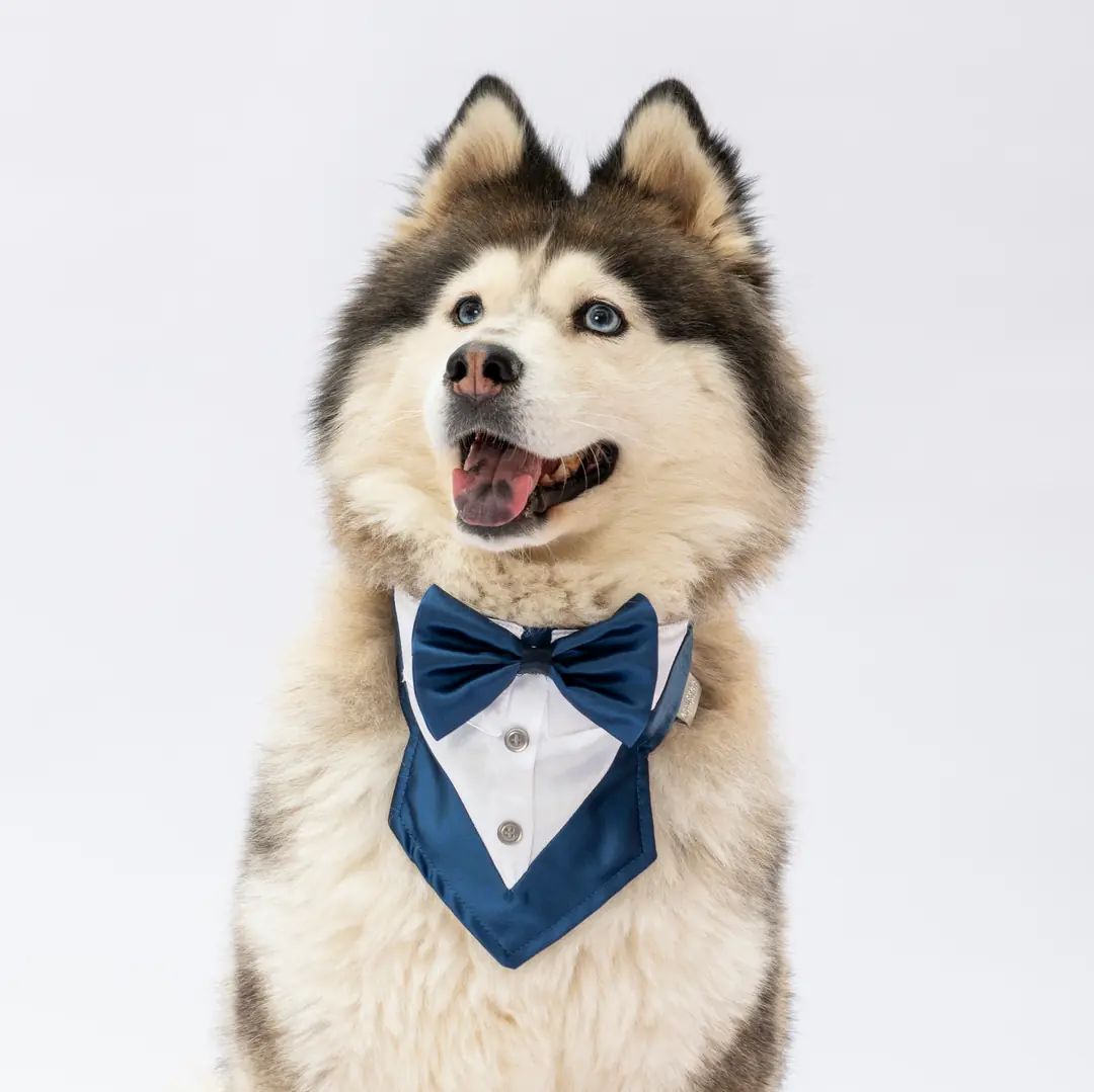 PawStar Lacivert Smokin Fular