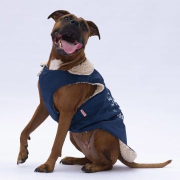 PawStar Lacivert  Yukon Büyük Irk Kolsuz Yelek