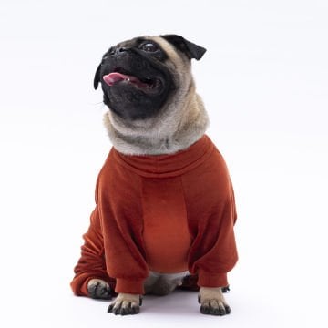 PawStar Kiremit Angers Tulum Küçük ve Orta Irk