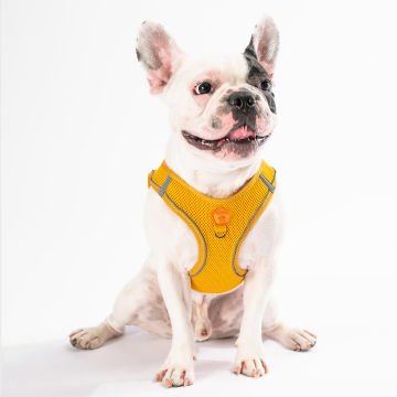 PawStar  Gold Airmesh Köpek Göğüs Tasması