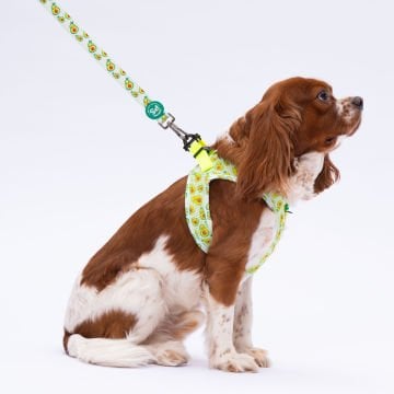 PawStar Airmesh Avocado Göğüs Tasması