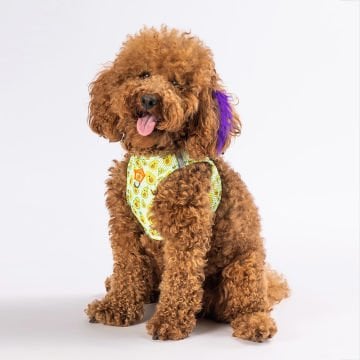 PawStar Airmesh Avocado Göğüs Tasması