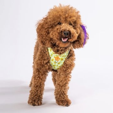 PawStar Airmesh Avocado Göğüs Tasması