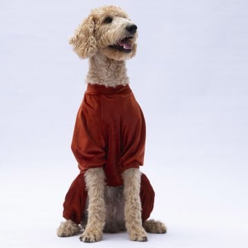 PawStar Kiremit Angers Büyük Irk Tulum