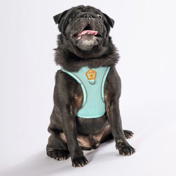 PawStar  Mint Airmesh Köpek Göğüs Tasması