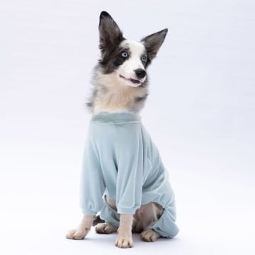 PawStar Mint Angers Büyük Irk Tulum