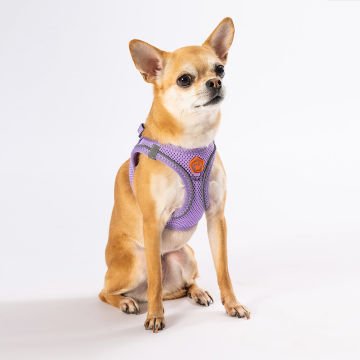 PawStar  Lilac Airmesh Köpek Göğüs Tasması