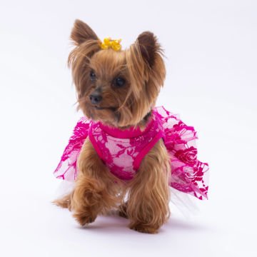 PawStar Pembe Rosa Elbise