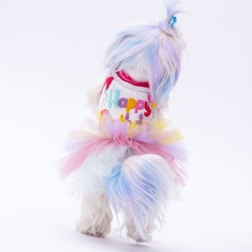 PawStar Happy Birthday Elbise