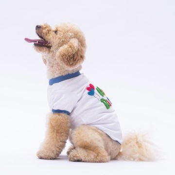 PawStar 24733 Happy Birthday Sweat