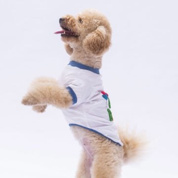 PawStar 24733 Happy Birthday Sweat