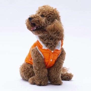 PawStar Turuncu Light Wave Yelek Küçük ve Orta Irk